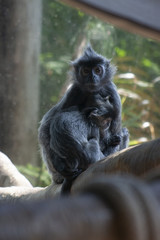 Silvery Langur & Baby