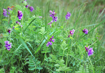 Purple wild chickpea flowers