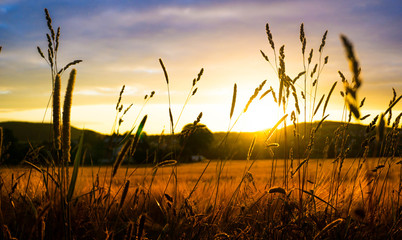Sonnenuntergang über einem Weizenfeld