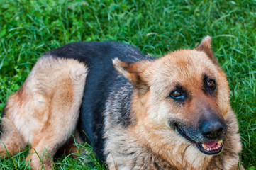 Old german shepherd portrait,  dog resting on the back yard.