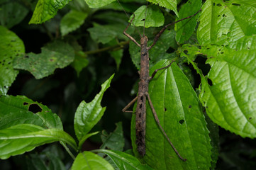 Phasmatodea