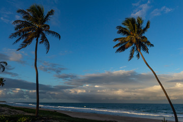 Palm tree pointing to the sky during sunset at the edge of the sea