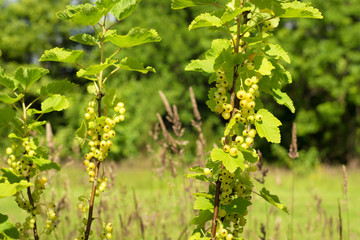 Bunches of ripening white currants on a bush. Selective focus
