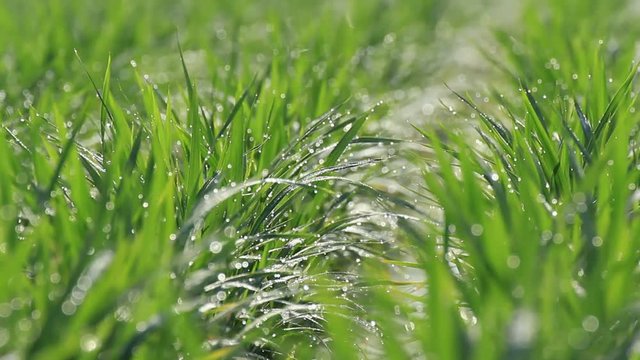初夏の水田　きらめく朝露の水滴　日本の田舎の風景