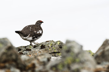 Ptarmigan