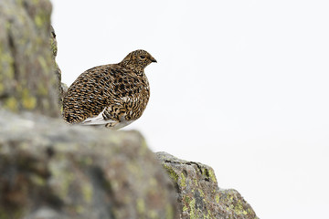 Ptarmigan