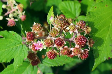 Blackberry branch in forest. Riping bramble berries in sunlight. german garden in summer