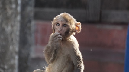 monkey baby 5