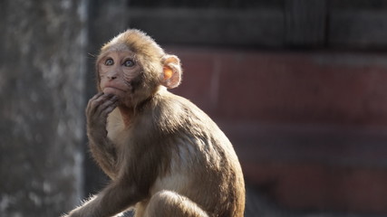monkey baby 4