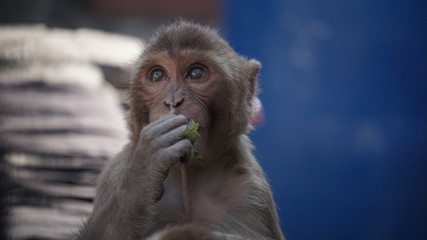 Fototapeta premium monkey baby 3