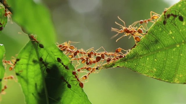 Ant action standing.Ant bridge unity team,Concept team work together