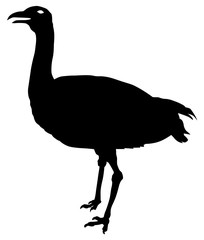 Silhouette of a ostrich vector eps 10