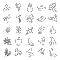 Different spices line icons set