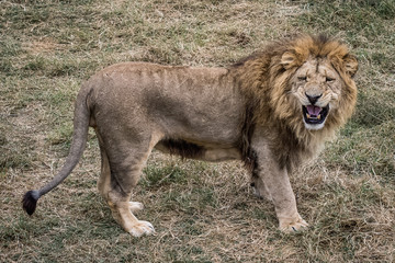 Naklejka premium The king of animals