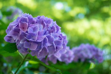 美しい紫のアジサイ