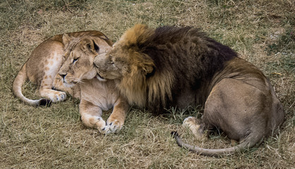 Naklejka premium The king of animals