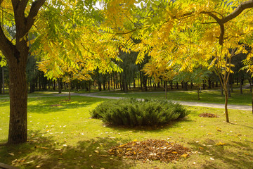 Naklejka premium Colorful Golden foliage in the autumn Park