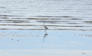 The heron hunts for fish and walking on the beach of sea. 