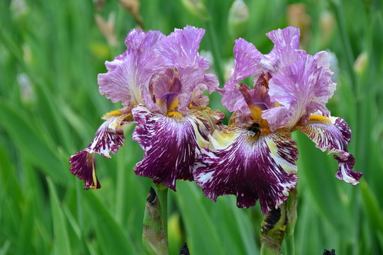 Unusual iris flowers