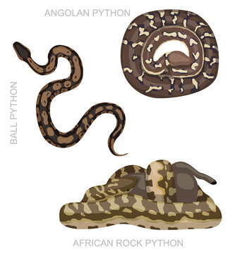 Snake African Python Set Cartoon Vector Illustration