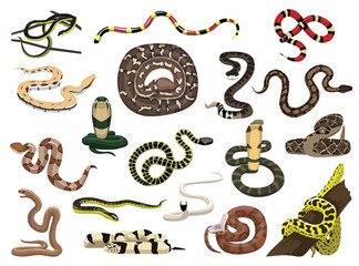 Fototapeta premium Various Snakes Poses Vector Illustration