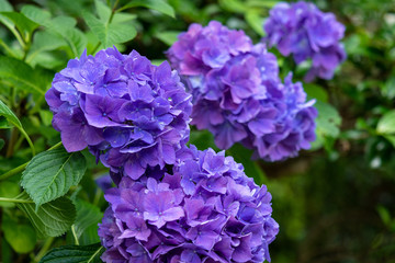 紫の紫陽花の群れ