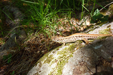 Lizard