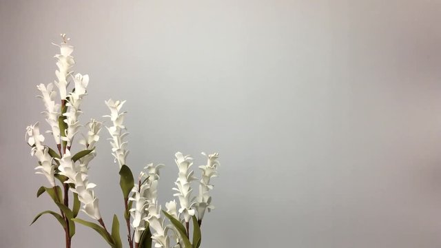Flores blancas moviendose por el viento sobre fondo blanco.