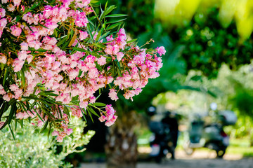 Pink rhododendrons in Montenegro bloom in the city Park