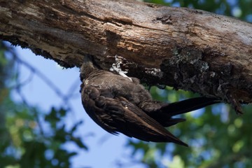 Shiloh Ranch Regional California Woodpecker.  The park includes oak woodlands, forests of mixed evergreens, ridges with sweeping views of the Santa Rosa Plain, canyons, rolling hills, a shaded creek