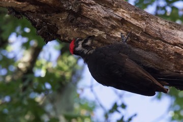 Shiloh Ranch Regional California Woodpecker.  The park includes oak woodlands, forests of mixed evergreens, ridges with sweeping views of the Santa Rosa Plain, canyons, rolling hills, a shaded creek