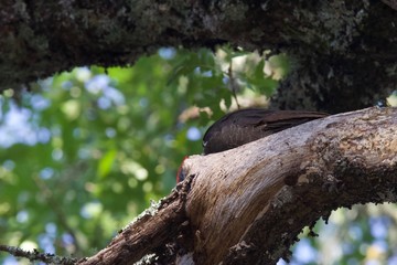 Shiloh Ranch Regional California Woodpecker.  The park includes oak woodlands, forests of mixed evergreens, ridges with sweeping views of the Santa Rosa Plain, canyons, rolling hills, a shaded creek