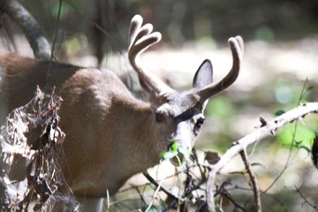 Shiloh Ranch Regional California deer.  The park includes oak woodlands, forests of mixed evergreens, ridges with sweeping views of the Santa Rosa Plain, canyons, rolling hills, a shaded creek, and a 
