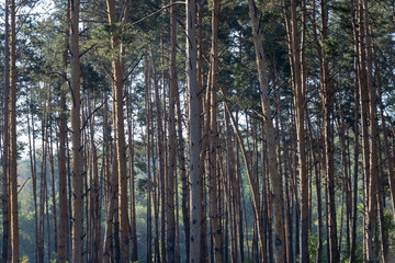 background. defocus. Pine forest in the morning