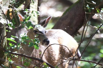 Shiloh Ranch Regional California deer.  The park includes oak woodlands, forests of mixed evergreens, ridges with sweeping views of the Santa Rosa Plain, canyons, rolling hills, a shaded creek, and a 