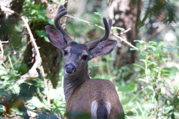 Shiloh Ranch Regional California deer.  The park includes oak woodlands, forests of mixed evergreens, ridges with sweeping views of the Santa Rosa Plain, canyons, rolling hills, a shaded creek, and a 