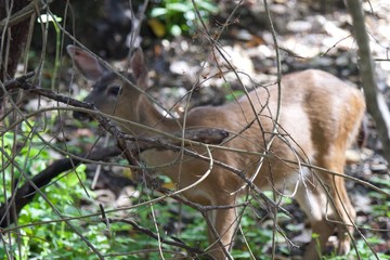 Shiloh Ranch Regional California deer.  The park includes oak woodlands, forests of mixed evergreens, ridges with sweeping views of the Santa Rosa Plain, canyons, rolling hills, a shaded creek, and a 