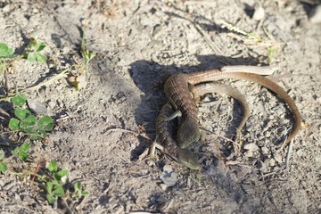 Shiloh Ranch Regional California lizar  The park includes oak woodlands, forests of mixed evergreens, ridges with sweeping views of the Santa Rosa Plain, canyons, rolling hills, a shaded creek, and a 