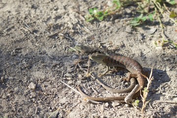 Shiloh Ranch Regional California lizar  The park includes oak woodlands, forests of mixed evergreens, ridges with sweeping views of the Santa Rosa Plain, canyons, rolling hills, a shaded creek, and a 