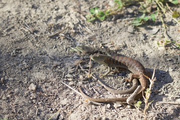 Fototapeta premium Shiloh Ranch Regional California lizar The park includes oak woodlands, forests of mixed evergreens, ridges with sweeping views of the Santa Rosa Plain, canyons, rolling hills, a shaded creek, and a 