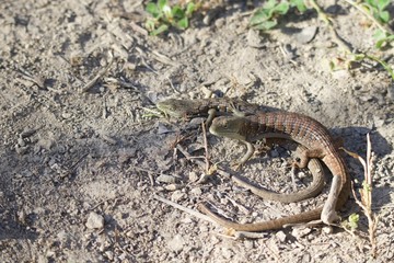 Shiloh Ranch Regional California lizar  The park includes oak woodlands, forests of mixed evergreens, ridges with sweeping views of the Santa Rosa Plain, canyons, rolling hills, a shaded creek, and a 