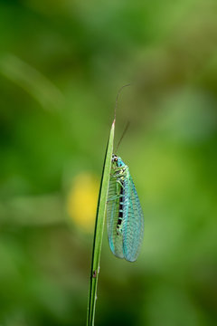Lacewing (Chrysopidae) resting on a blade of grass