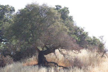 Shiloh Ranch Regional Park, California - The wild turkey (Meleagris gallopavo) is an upland ground bird native to North America and is the heaviest member of the diverse Galliformes.