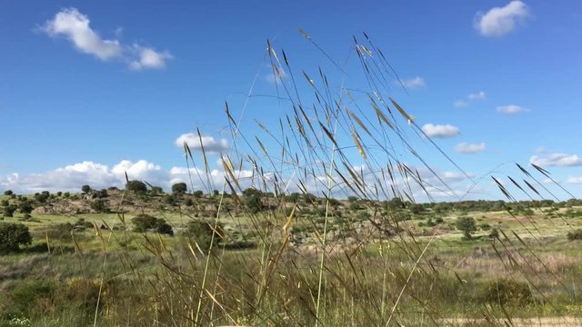 Paisaje de primavera con hierba moviendose por el viento.