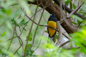 Black-headed Trogon (Trogon melanocephalus) in Palo Verde National Park, Costa Rica