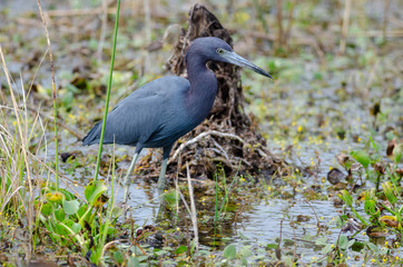 Little Blue Heron