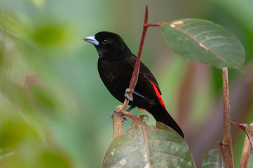 Passerini's Tanager