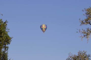 Shiloh Ranch Regional Park, California - The wild turkey (Meleagris gallopavo) is an upland ground bird native to North America and is the heaviest member of the diverse Galliformes.