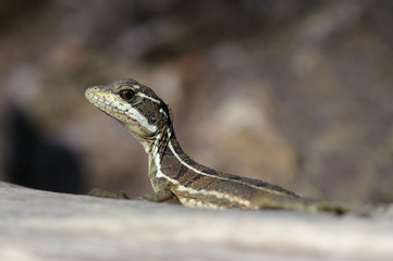 Common Basilisk (Basiliscus basiliscus) in Corcovado national park, Costa Rica