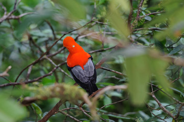 Andean Cock-of-the-rock in cloud forest